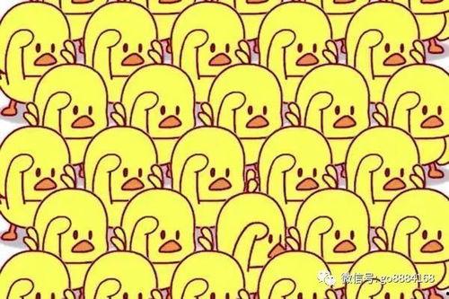 娱乐爆料小黄鸭是谁啊,小黄鸭身份大猜想